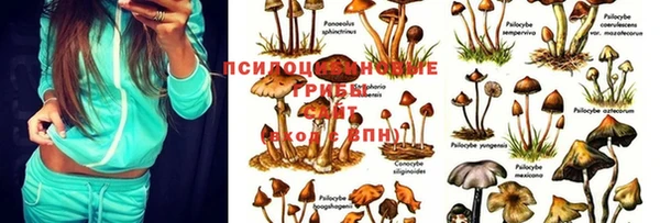 винт Богданович